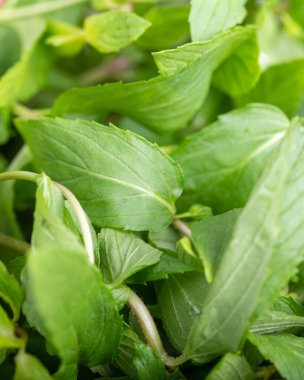 Taze nane yaprakları.. 