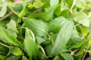 Taze nane yaprakları.. 