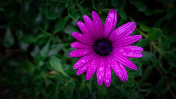 Belle Fleur Rose Gerbera Fleur Dans Jardin — Photo