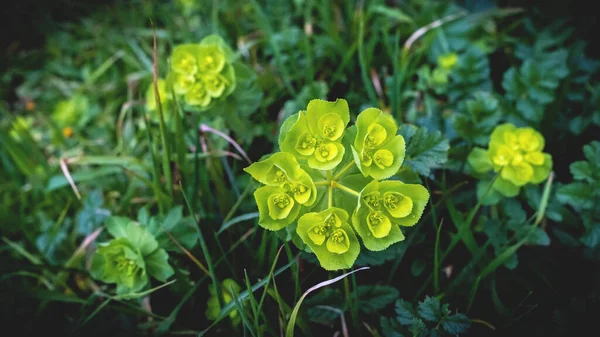 Свежий Цветок Зелеными Листьями Природном Парке Зелёный Клевер — стоковое фото