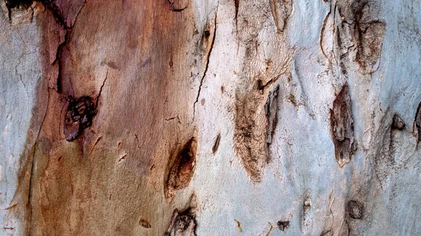Textura Casca Árvore Corpo Árvore — Fotografia de Stock