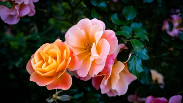Kolorowe Wiosenne Kwiaty Łące — Zdjęcie stockowe