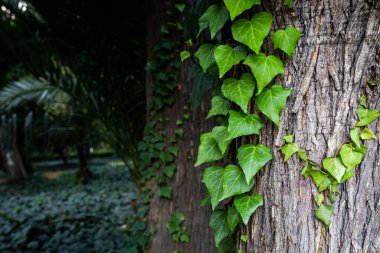 Ağaçlara sarılmış parlak yeşil yapraklar