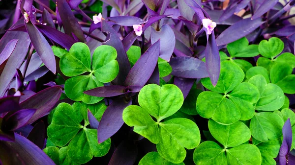 Flores Púrpuras Verdes Jardín — Foto de Stock