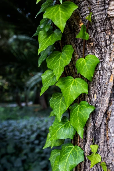 Feuilles Vert Vif Enroulées Autour Arbre — Photo