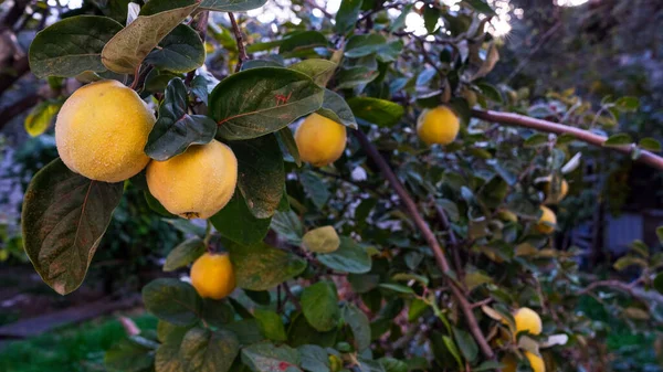 Frutos Marmelo Amarelo Maduros Crescem Marmeleiro Com Folhagem Verde Jardim — Fotografia de Stock