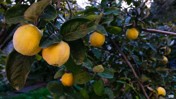 Reife Gelbe Quittenfrüchte Wachsen Auf Quittenbäumen Mit Grünem Laub Herbstgarten — Stockfoto