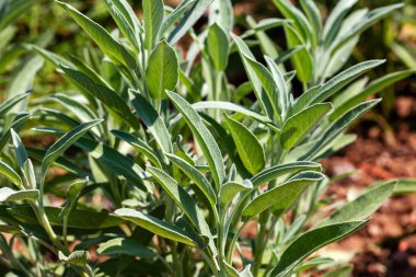 Bitki bahçesinde yetişen adaçayı bitkisi