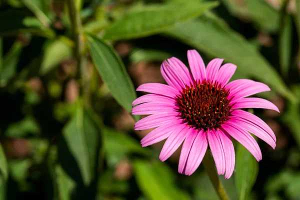 Macro Fiore Echinacea Con Petali Rosa — Foto Stock