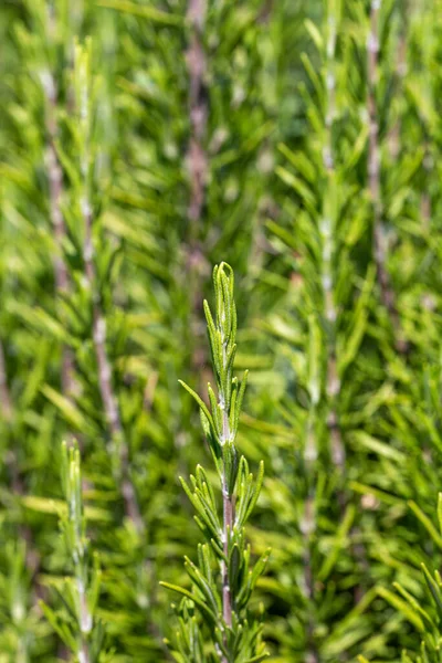 Mediterrenejskie Salvia Rosmarinus Powszechnie Znane Jako Rozmaryn Pikantne Aromaty Posiłków — Zdjęcie stockowe