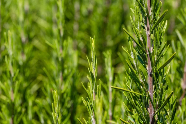 Mediterrenejskie Salvia Rosmarinus Powszechnie Znane Jako Rozmaryn Pikantne Aromaty Posiłków — Zdjęcie stockowe