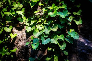 Ormandaki bir ağaç gövdesine sarmaşık yaprakları .