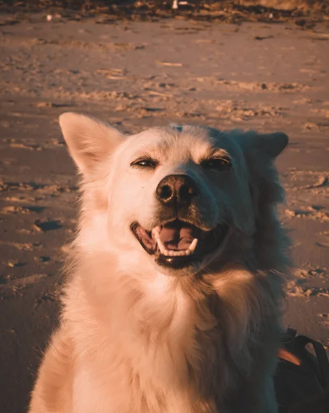 Glücklicher Hund Einem Sonnigen Tag — Stockfoto