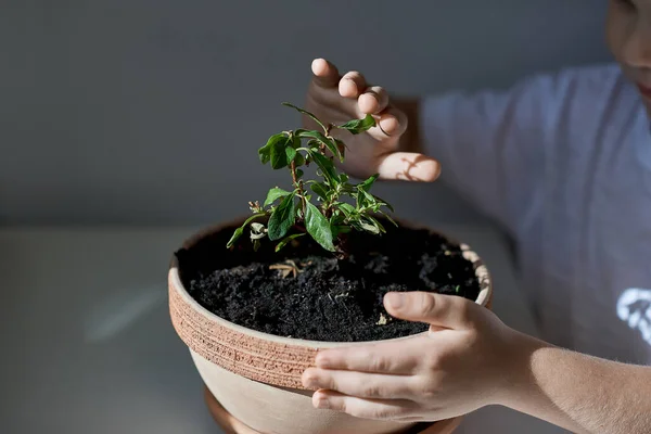 Childs hands are protecting plant