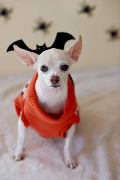 Chihuahua celebrating Halloween at home — Stock Photo, Image