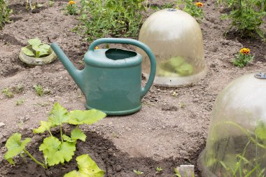 Bahçe fidanları, sulama kabı, cam koruyucu örtü.