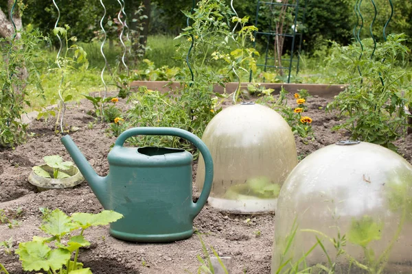 Tuin Zaailingen Gieter Glazen Beschermkap — Stockfoto