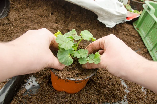 Transplante Plantas Flores Uma Horticultura — Fotografia de Stock