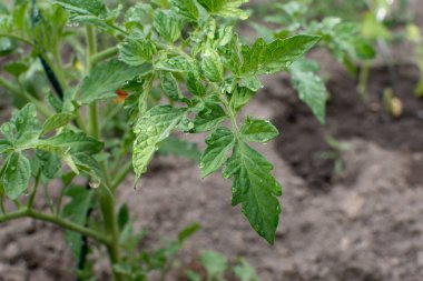 Domates yaprağının ayrıntıları