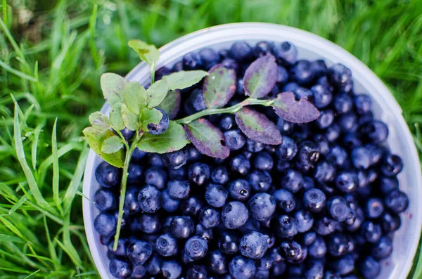 Blueberries Bowl Green Grass Fresh Harvest Blueberries — Stock Photo, Image