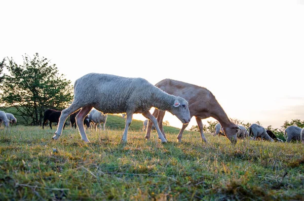 grazing sheep in the meadow at sunset, sheared sheep