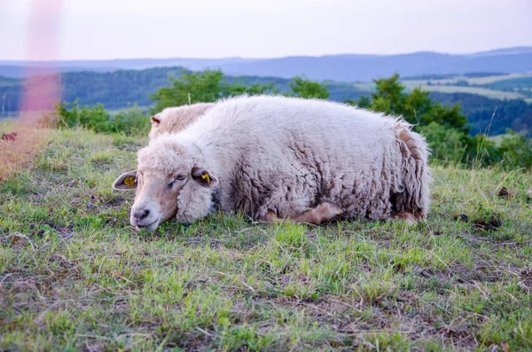 Ciężarnych Owiec Leżących Łące Złoty Zegarek — Zdjęcie stockowe