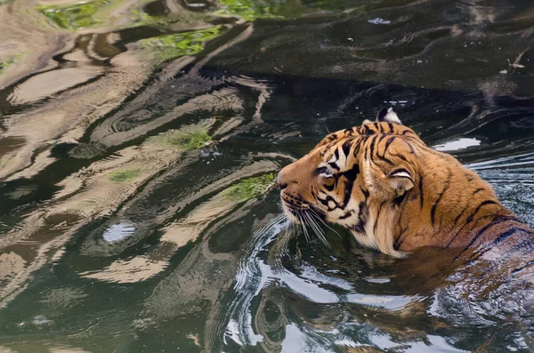 Orange Tiger Enjoys Bath Water Tiger Swims Zoo Praha — Stock Photo, Image