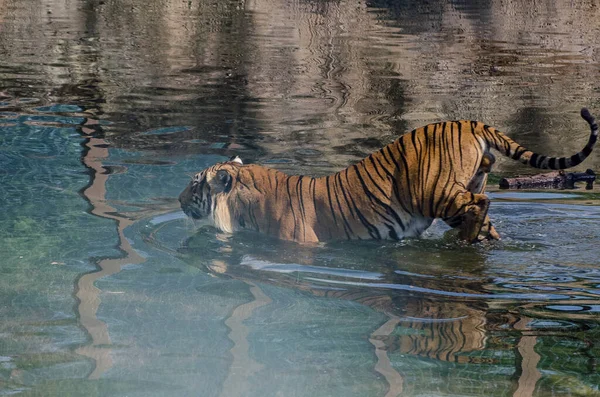 Tigre Laranja Goza Banho Água Tigre Nada Zoológico Praha — Fotografia de Stock