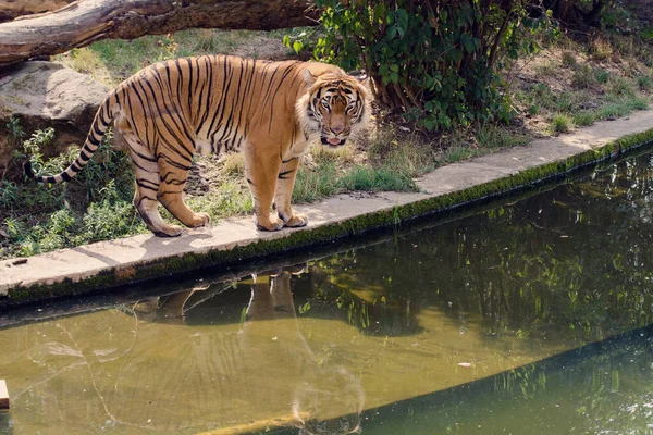 Orange Tiger Enjoys Bath Water Tiger Standing Shore Water Zoo — Stock Photo, Image