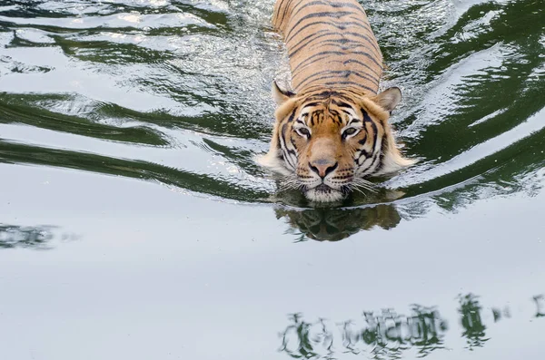 오렌지 호랑이는 물에서 목욕을 즐기고 호랑이는 수영을 동물원 프라하를 즐긴다 — 스톡 사진
