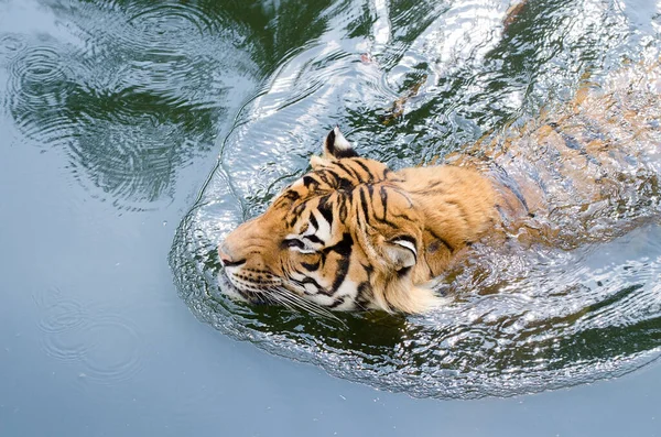 오렌지 호랑이는 물에서 목욕을 즐기고 호랑이는 수영을 동물원 프라하를 즐긴다 — 스톡 사진