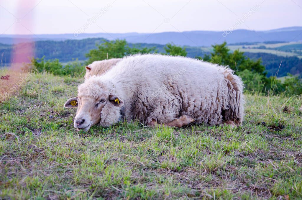 pregnant sheep lying in the meadow,gold watch
