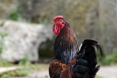 Kuyruğunda siyah ve yeşil tüyleri olan koyu renkli büyük bir horoz resmi. Ev yapımı tarım.