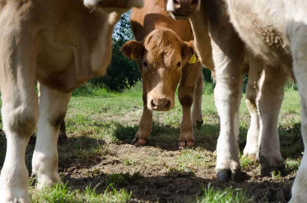 The young cow is hiding in the herd, watching the surroundings. young cow feels safe