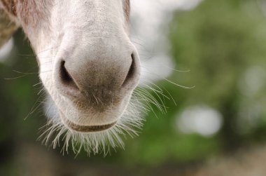 Eşek kafası, burnuna yakın çekim, yeşil arka plan.,