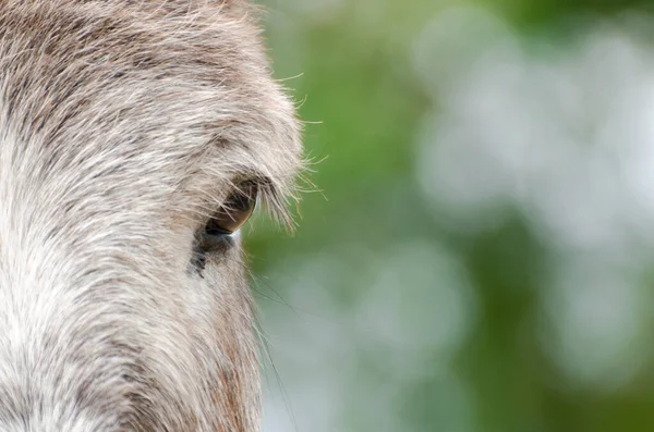 Eselskopf Nahaufnahme Auf Augen Grüner Hintergrund — Stockfoto