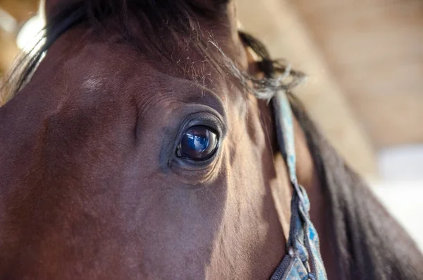 Cerca Ojo Del Gran Caballo Marrón Interior — Foto de Stock