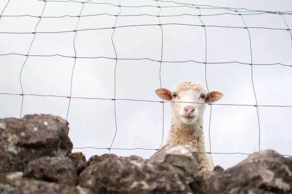 Moutons Cachés Derrière Mur Pierre Regardant Travers Une Clôture Treillis — Photo