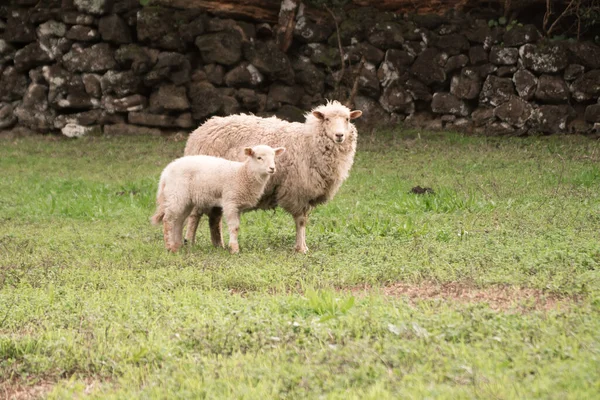 Две Овцы Мать Детеныш Зеленом Поле Перед Каменным Забором Azore — стоковое фото