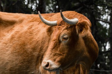 Azores otlağında otlayan kırmızı-kahverengi bir ineğin yakın plan görüntüsü. Ağaçların ve çalıların arasında, dışarıda.