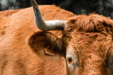 Azores otlağında otlayan kırmızı-kahverengi bir ineğin yakın plan görüntüsü. Ağaçların ve çalıların arasında, dışarıda.