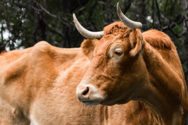Azores otlağında otlayan kırmızı-kahverengi bir ineğin yakın plan görüntüsü. Ağaçların ve çalıların arasında, dışarıda.