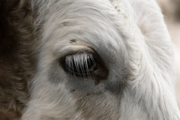 close-up view of a cow's head on her eyes, white cow, outside