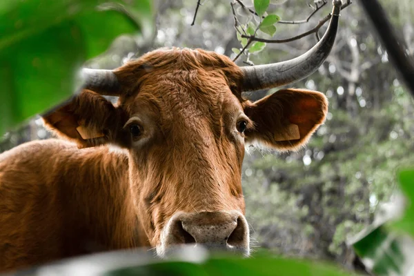 close-up view of a cow's head on her eyes, red-brown cow, outside