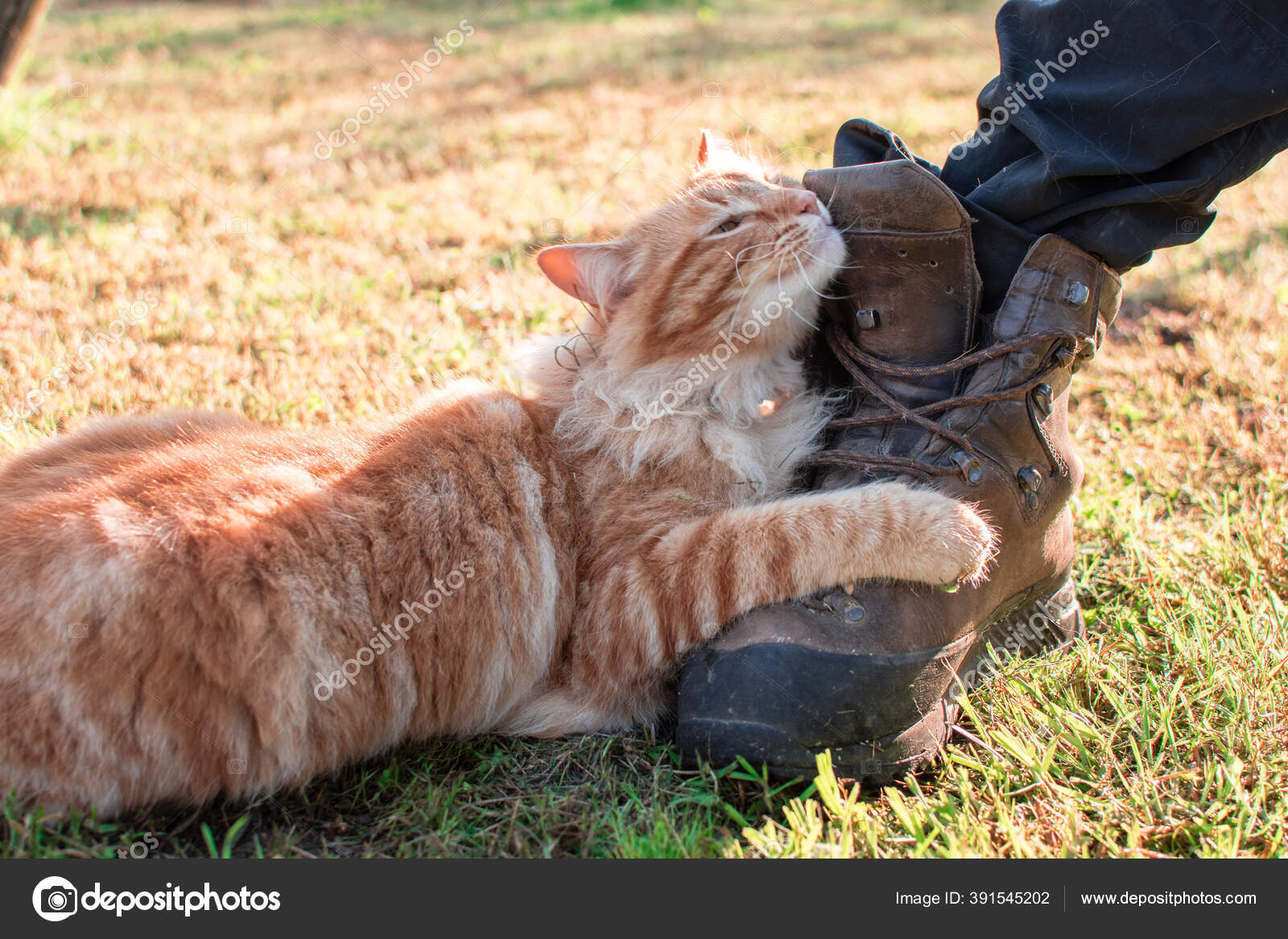 Chat Roux Aux Cheveux Longs Attraper Une Chaussure Meme Avec Image Libre De Droit Par Wefi C Chat Roux Aux Cheveux Longs Attraper Une Chaussure Meme Avec Image Libre De Droit Par Wefi C