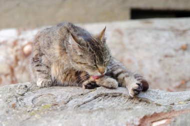 Kahverengi bir tekir kedi derisini dışarıda, büyük bir sandıkta yıkar.