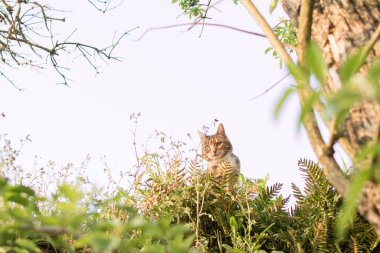 Kedi saklanıyor, sadece kafası ve kulakları doğal arka planda görülebilir, kızıl kedi.