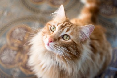 Kıllı kırmızı kedi eski desenli fayansların üzerinde oturuyor.