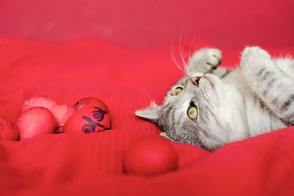 Кошка Играет Пасхальными Яйцами Красном Фоне Милый Кот — стоковое фото