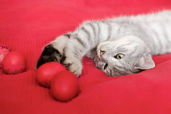 Кошка Играет Пасхальными Яйцами Красном Фоне Милый Кот — стоковое фото